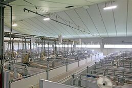 Освещение и вентиляция для свинокомплексов