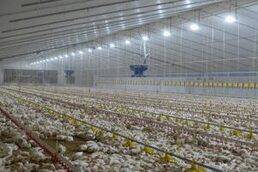 Освещение и вентиляция для птичников